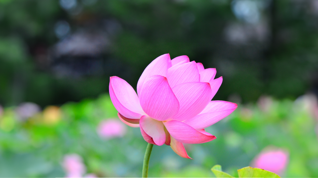 秋田の景色・千秋公園の蓮の花の画像